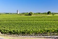 vineyard with windmill near Blaignan, Bordeaux Region, France Royalty Free Stock Photo