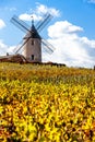 vineyard with windmill near Chenas, Beaujolais, Rhone-Alpes, Fra Royalty Free Stock Photo