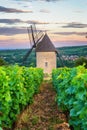 Vineyard and Windmill Royalty Free Stock Photo