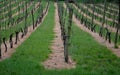 vineyard with wooden poles on the slope view from the mountain after the rain grassy lawn under the rows treated with herbicide Royalty Free Stock Photo