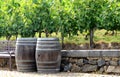 Vineyard with wine barrels Royalty Free Stock Photo