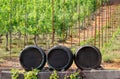 Vineyard with wine barrels Royalty Free Stock Photo