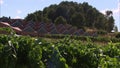 Vineyard | Wine Cellar, Codorniu Winery, Spain