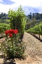 Vineyard of the wine farm Groot Constantia Royalty Free Stock Photo