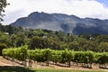 Vineyard of the wine farm Groot Constantia Royalty Free Stock Photo