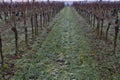 Vineyard with wine rows in wintertime