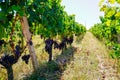 Vineyard of wine Saint Emilion in Bordeaux France in sunny day