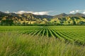 Vineyard, winery New Zealand, typical Marlborough landscape with vineyards and roads, hills and mountains Royalty Free Stock Photo