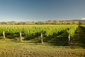 Vineyard, winery New Zealand, typical Marlborough landscape with vineyards and roads, hills and mountains Royalty Free Stock Photo