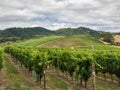 Vineyard and winery in rural area Royalty Free Stock Photo