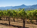 Vineyard and winery in rural area Royalty Free Stock Photo