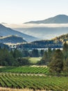 Vineyard and winery in rural area Royalty Free Stock Photo