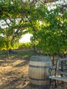 Vineyard and winery in rural area Royalty Free Stock Photo