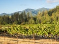 Vineyard and winery in rural area Royalty Free Stock Photo