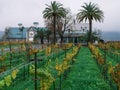 Autumn  Vineyard with Super Green Grass Royalty Free Stock Photo