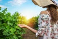 Vineyard winery tourist woman grape picking. Harvest farming to make white wine. Girl hand showing holding bunch of green grapes o Royalty Free Stock Photo