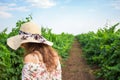 Vineyard winery tourist woman grape picking. Harvest farming to make white wine Royalty Free Stock Photo