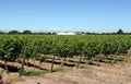 The vineyard of the winery Viu Manent.