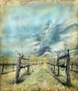 Vineyard in Winter on a Grunge Background Royalty Free Stock Photo