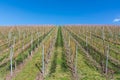 Vineyard Winter Landscape Empty Green Beautiful Blue Skies Warm Royalty Free Stock Photo