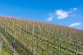 Vineyard Winter Landscape Empty Green Beautiful Blue Skies Warm Royalty Free Stock Photo