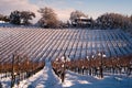 Vineyard in winter Royalty Free Stock Photo