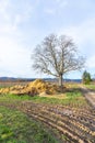 vineyard in winter time with small grapes, dung heap and leaveless tree Royalty Free Stock Photo