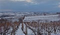 Vineyard at winter Vinograd zimi Royalty Free Stock Photo