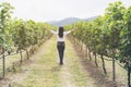 Vineyard worker checking wine grapes in vineyard Royalty Free Stock Photo