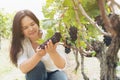 Vineyard worker checking wine grapes in vineyard Royalty Free Stock Photo