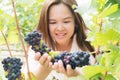 Vineyard worker checking wine grapes in vineyard Royalty Free Stock Photo