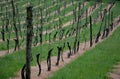 Vineyard with wooden poles on the slope view from the mountain after the rain grassy lawn under the rows treated with herbicide Royalty Free Stock Photo