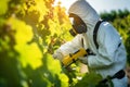 Vineyard worker applying insecticides among grapevines, Rolling vineyard landscape