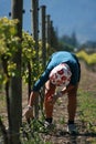 Vineyard Worker Bud Rubbing Royalty Free Stock Photo