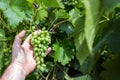 Vineyard worker checking grapes quality in vineyard. Winemaker checks the harvest of grapes