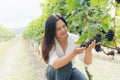 Vineyard worker checking wine grapes in vineyard Royalty Free Stock Photo