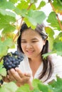 Vineyard worker checking wine grapes in vineyard Royalty Free Stock Photo