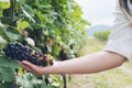 Vineyard worker checking wine grapes in vineyard Royalty Free Stock Photo