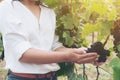 Vineyard worker checking wine grapes in vineyard Royalty Free Stock Photo