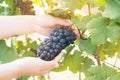 Vineyard worker checking wine grapes in vineyard Royalty Free Stock Photo