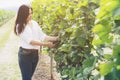 Vineyard worker checking wine grapes in vineyard Royalty Free Stock Photo