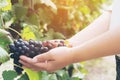 Vineyard worker checking wine grapes in vineyard Royalty Free Stock Photo