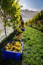 Vineyard worker grape picking, Marlborough, New Zealand Royalty Free Stock Photo