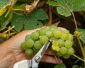 Vineyard worker picking grapes with a pair of secateurs Royalty Free Stock Photo