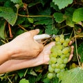 Vineyard worker picking grapes with a pair of secateurs Royalty Free Stock Photo