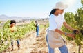 Vineyard worker pruning grapes on sustainability farm, fruit field and orchard for agriculture, wine and alcohol