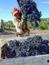 Vineyard worker among