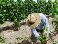 Vineyard worker among