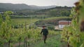 Vineyard worker walking rows vine bushes checking grapes before picking. Royalty Free Stock Photo