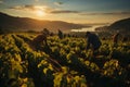 An vineyard workers harvesting grapes, capturing the essence of the traditional winemaking process. Generative Ai